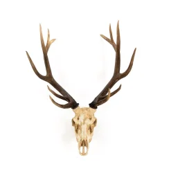Sculptures Zentique Polyresin Cast Off-White And Ombre Brown Antler Deer Skull